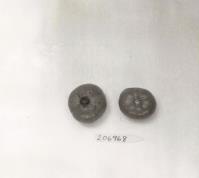 Click for 1 image(s) for this accession. FRUIT